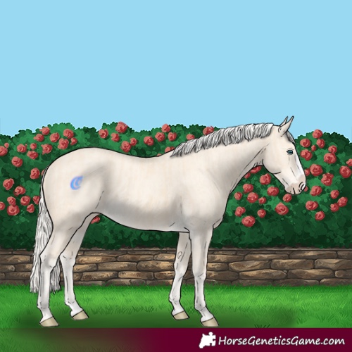 Horse Color:Cremello Splash and Cremello Dun Splash