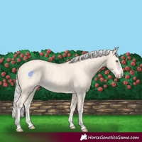 Horse Color:Cremello Splash and Cremello Dun Splash