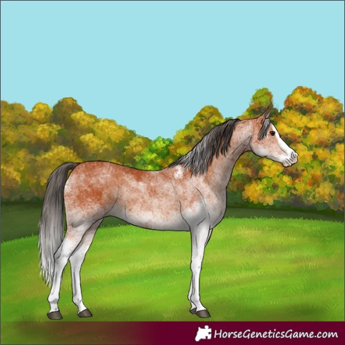 Horse Color:White Spotted Bay Splash  and White Spotted Bay Splash 