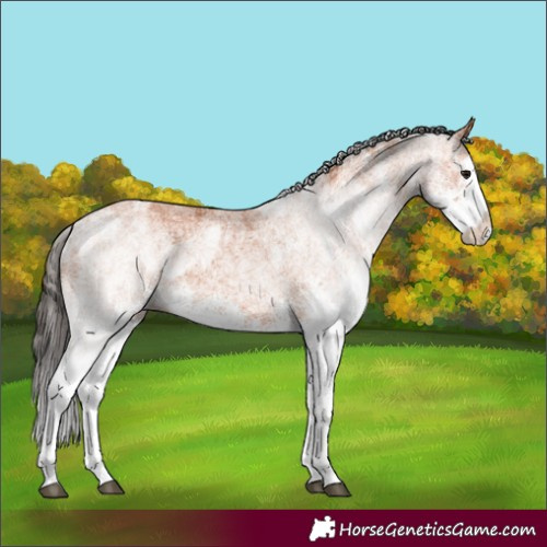 Horse Color:White Spotted Bay Splash  and White Spotted Bay Splash 