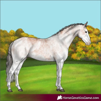 Horse Color:White Spotted Bay Splash and White Spotted Bay Splash