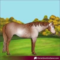 Horse Color:Gray Chestnut