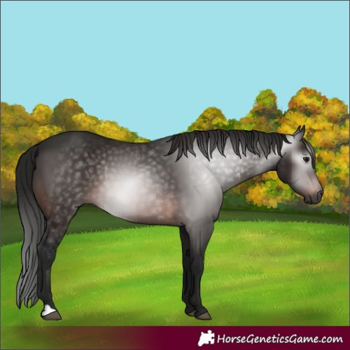 Horse Color:Gray Bay