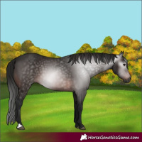 Horse Color:Gray Bay