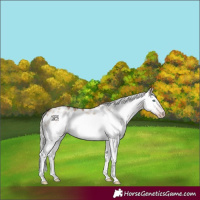 Horse Color:Gray White Spotted Silver Amber Champagne Dun Splash Frame Appaloosa Rabicano 