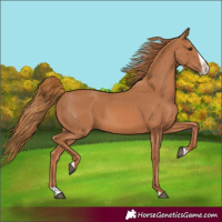Horse Color:Chestnut Splash 