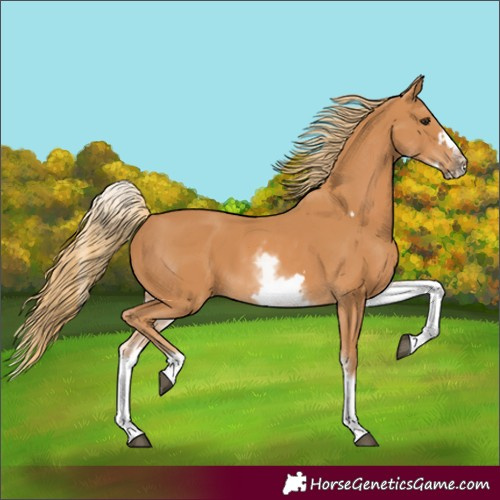 Horse Color:White Spotted Chestnut Frame 