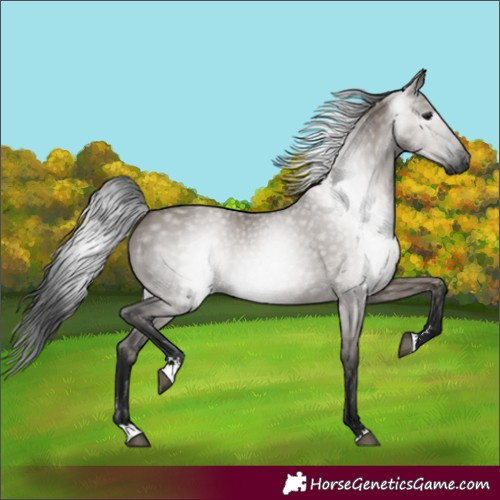 Horse Color:Gray Grullo 
