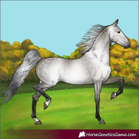 Horse Color:Gray Grullo