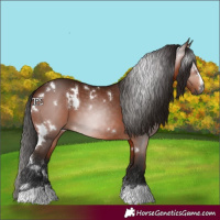 Horse Color:Gray White Spotted Bay