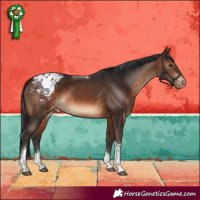 Horse Color:Brown Tobiano Appaloosa