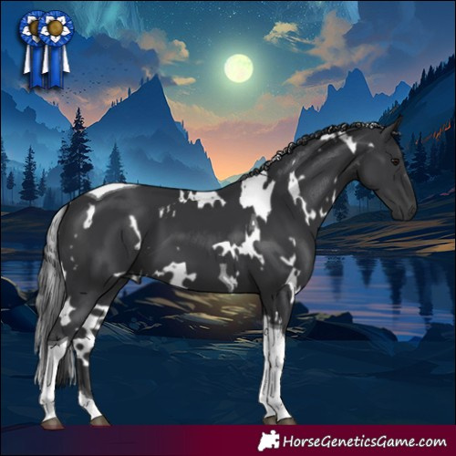 Horse Color:White Spotted Black Tobiano 