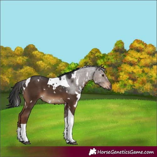 Horse Color:Gray White Spotted Liver Chestnut Tobiano 