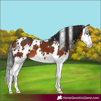 Horse Color:White Spotted Bay Splash 