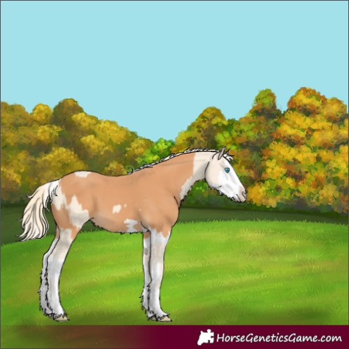 Horse Color:Cremello Splash  and Gray Cremello Splash 