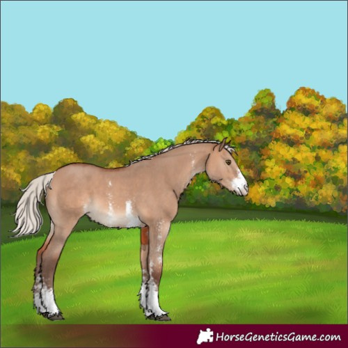 Horse Color:Silver Brown Dun Sabino 