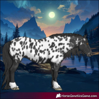 Horse Color:Black Appaloosa