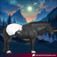 Horse Color:Black Appaloosa 