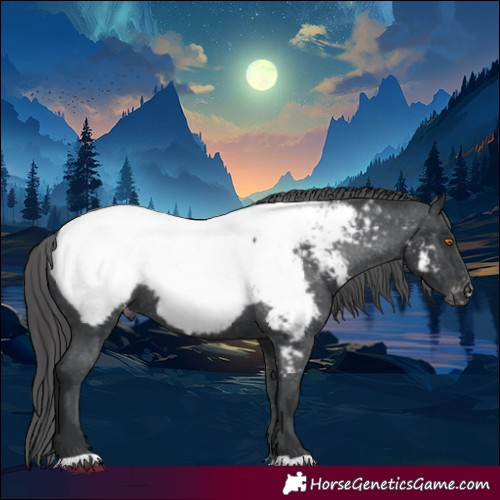 Horse Color:Black Near Fewspot 