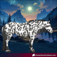 Horse Color:Black Appaloosa 