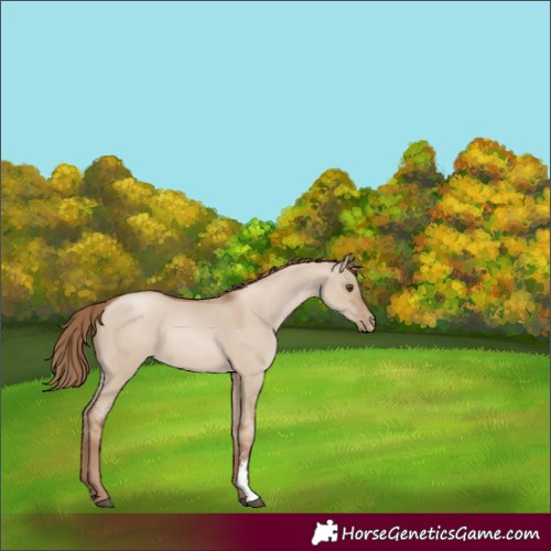 Horse Color:Grullo Pearl Sabino 