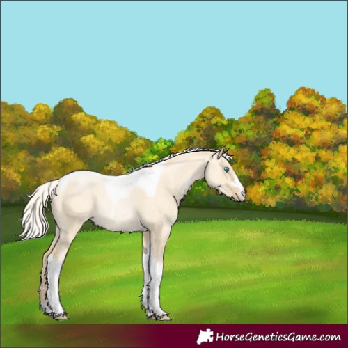 Horse Color:Silver Buckskin Pearl Dun Tobiano Rabicano 