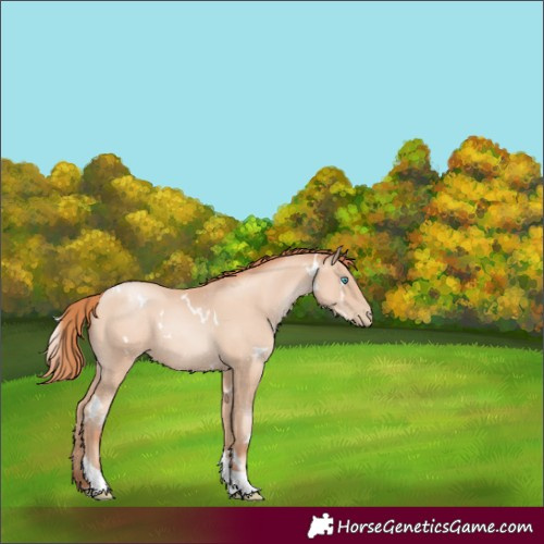 Horse Color:White Spotted Amber Champagne Pearl Tobiano Rabicano 