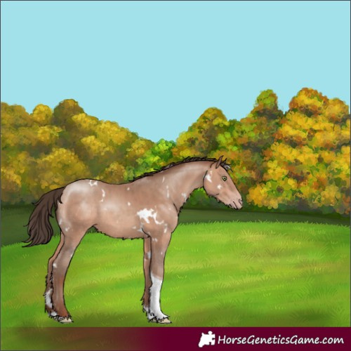 Horse Color:White Spotted Amber Champagne Tobiano Rabicano 