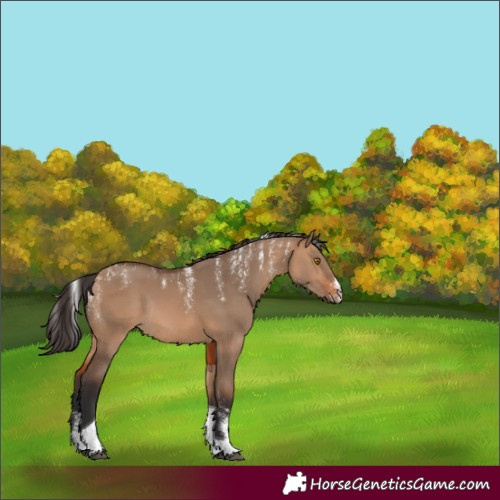 Horse Color:Powder White Bay Dun Tobiano Rabicano 