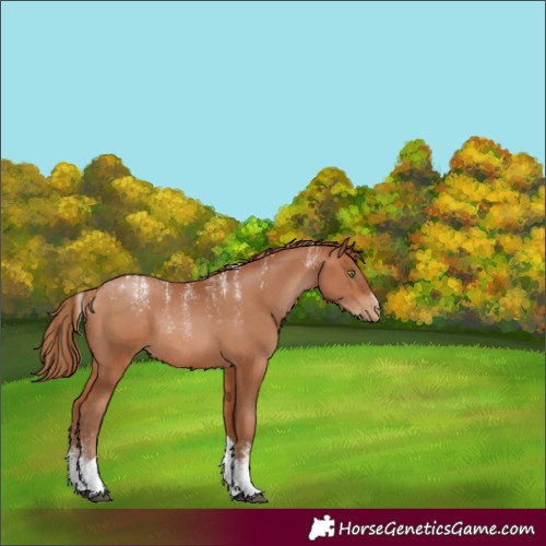 Horse Color:Powder White Bay Pearl Tobiano Rabicano 