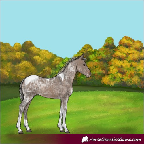 Horse Color:Silver Brown Ice Dun Tobiano 