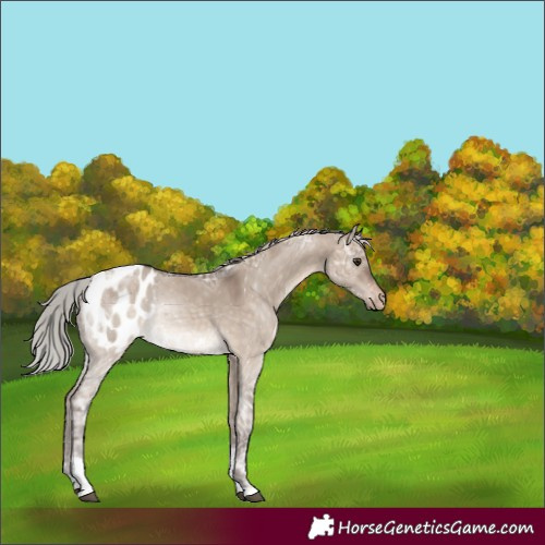 Horse Color:Silver Brown Ice Dun Tobiano Appaloosa 