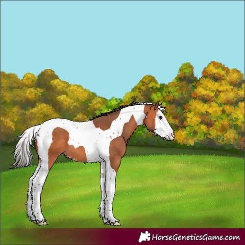 Horse Color:Bay Splash Tobiano 