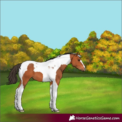Horse Color:Bay Tobiano 