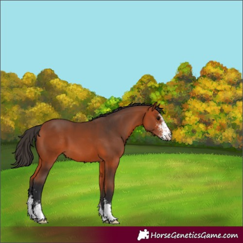 Horse Color:Bay Sabino 
