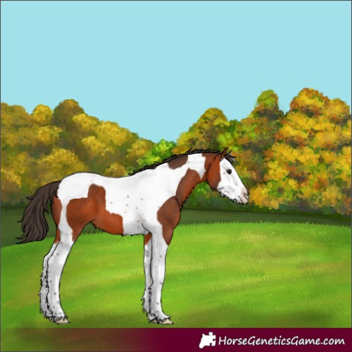 Horse Color:Bay Splash Tobiano 