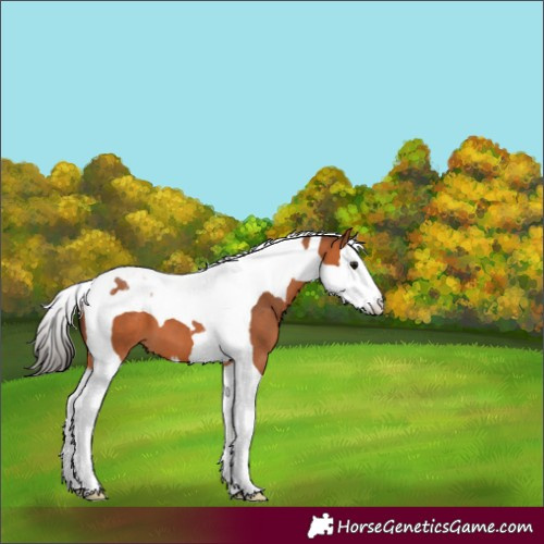 Horse Color:Bay Splash Tobiano 