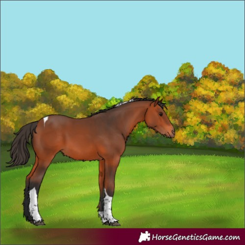 Horse Color:Bay Tobiano 