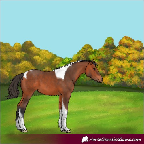 Horse Color:Bay Tobiano 