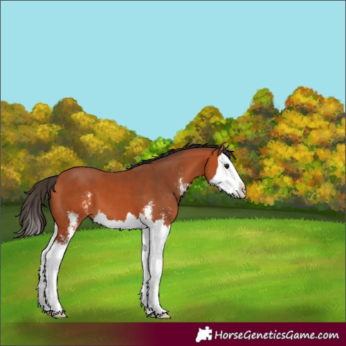 Horse Color:Bay Sabino Splash 