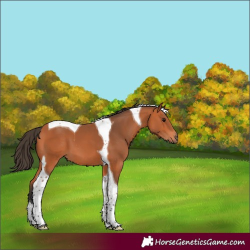 Horse Color:Bay Tobiano 
