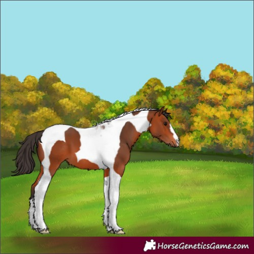 Horse Color:Bay Tobiano 