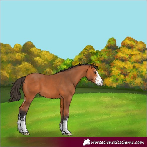Horse Color:Bay Sabino 