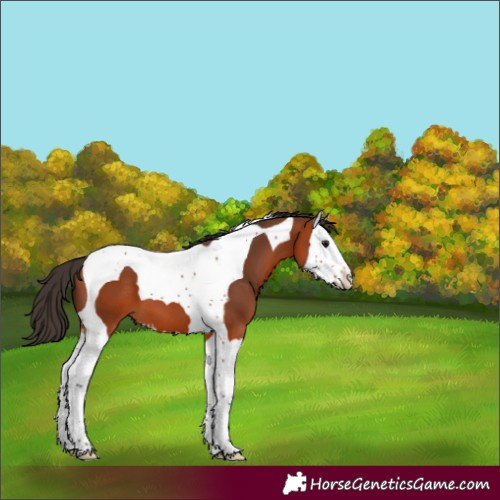 Horse Color:Bay Splash Tobiano 