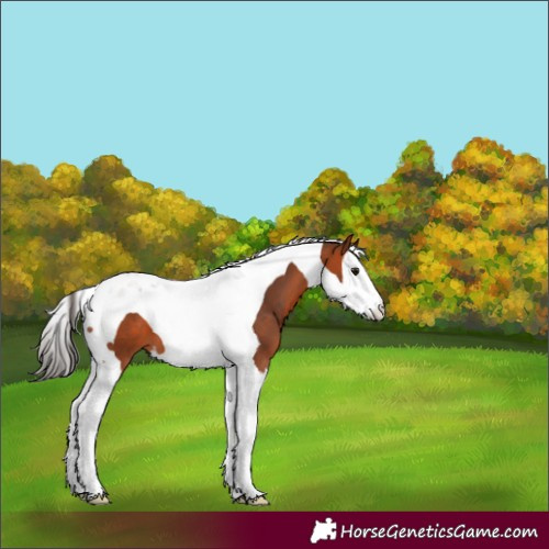 Horse Color:Bay Splash Tobiano 