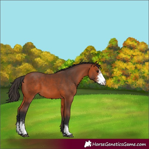 Horse Color:Bay Sabino 