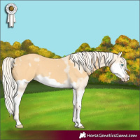 Horse Color:Cremello Splash and Palomino Splash