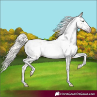 Horse Color:Gray Silver Amber Cream Champagne Roan Dun Splash Tobiano Frame Varnish Rabicano 