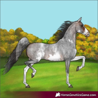Horse Color:White Spotted Brown Roan Frame