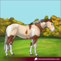 Horse Color:Chestnut Splash  and Buckskin Splash Tobiano Blanket 